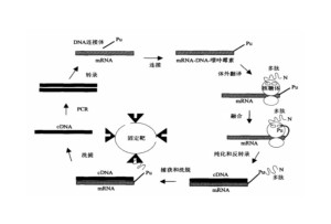 有机合成中间体，概念、作用与重要性解析