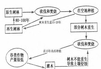 生物能源与沙狐球运动的关系，一种绿色运动与可持续能源的结合