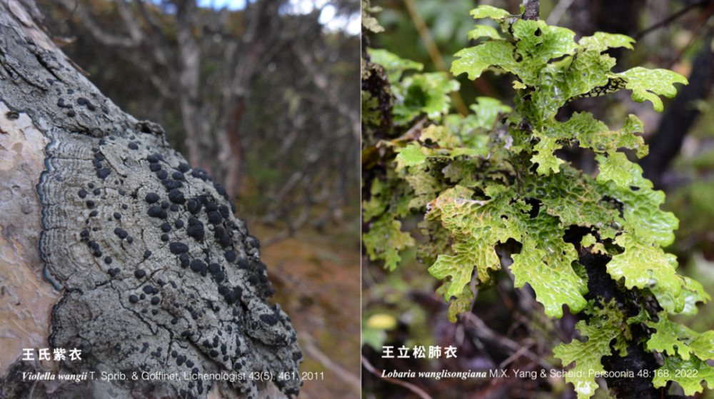 云母是动物还是植物，矿物与自然的交织之美